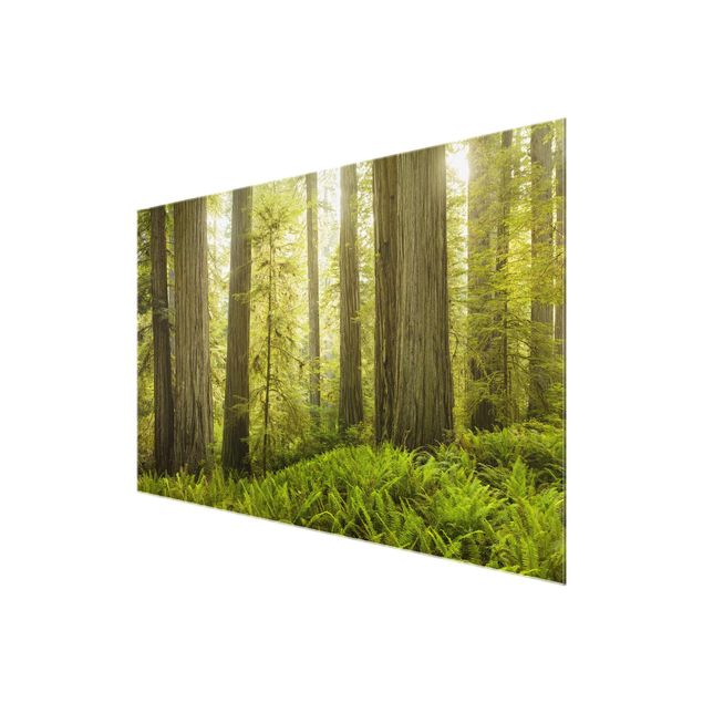 Nature wall art Redwood State Park Forest View