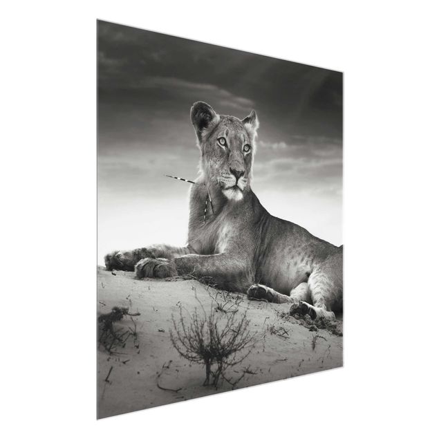Prints animals Resting Lion