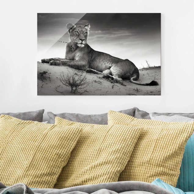 Glass prints black and white Resting Lion
