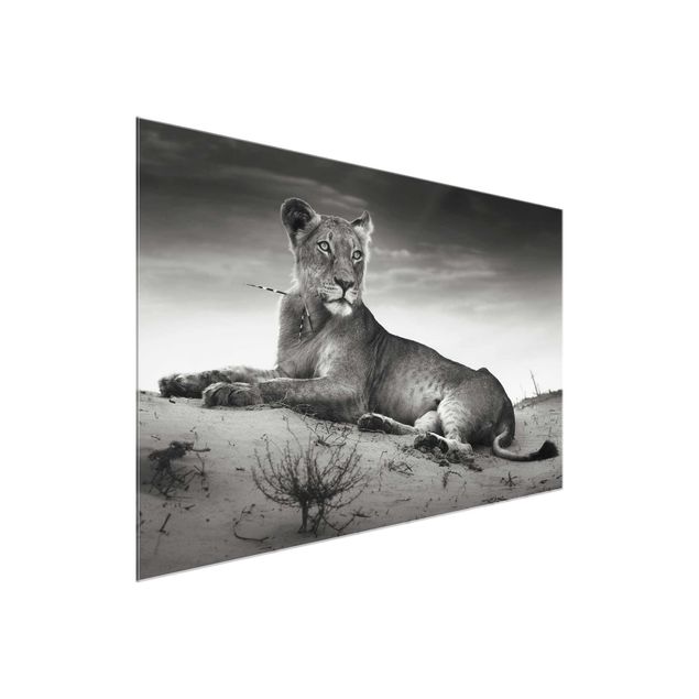 Prints animals Resting Lion