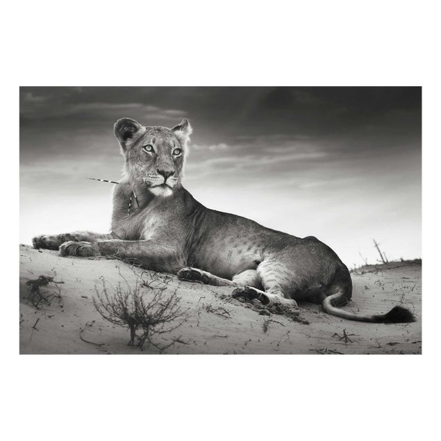 Prints black and white Resting Lion