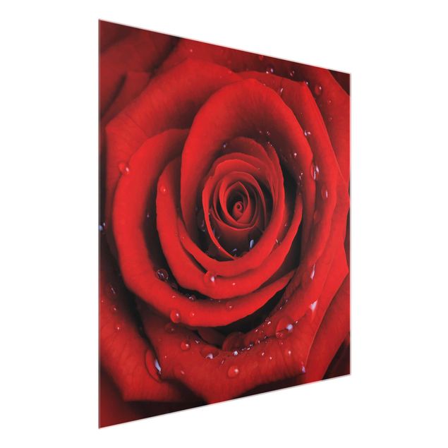 Floral canvas Red Rose With Water Drops