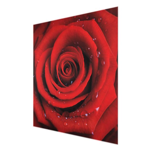 Red art prints Red Rose With Water Drops