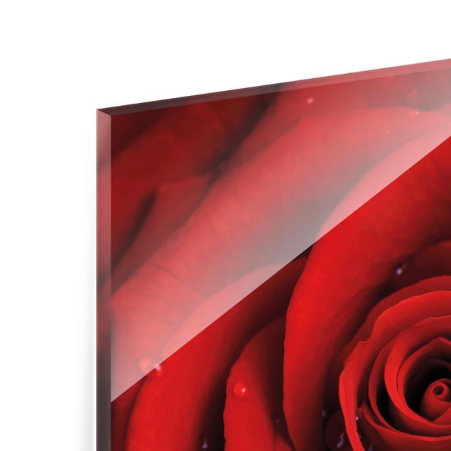 Glas Magnetboard Red Rose With Water Drops