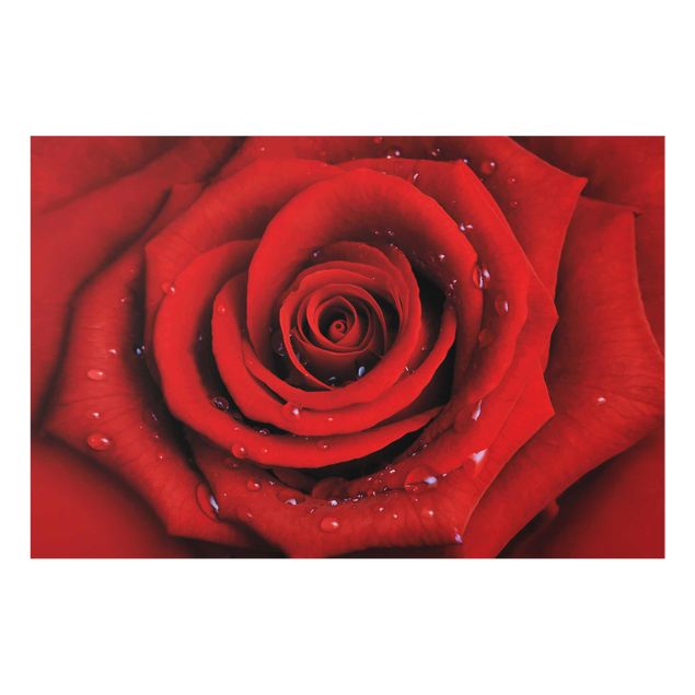 Floral picture Red Rose With Water Drops