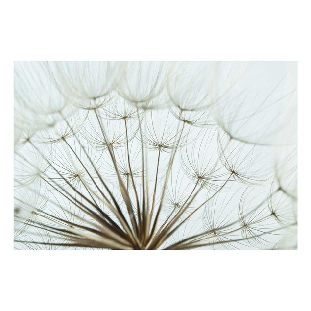 Prints flower Beautiful dandelion macro shot