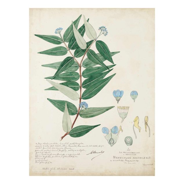 Prints green Melastomataceae - Ambile