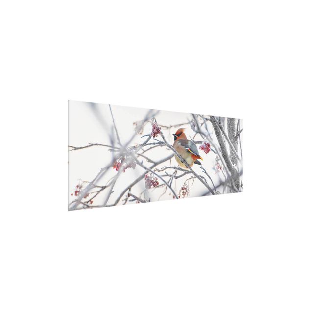 Glass prints landscape Waxwing on a Tree