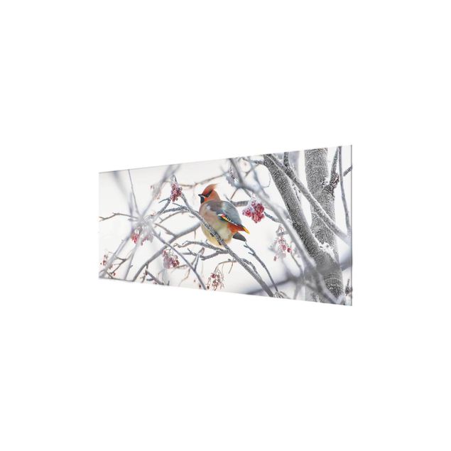 Animal canvas Waxwing on a Tree