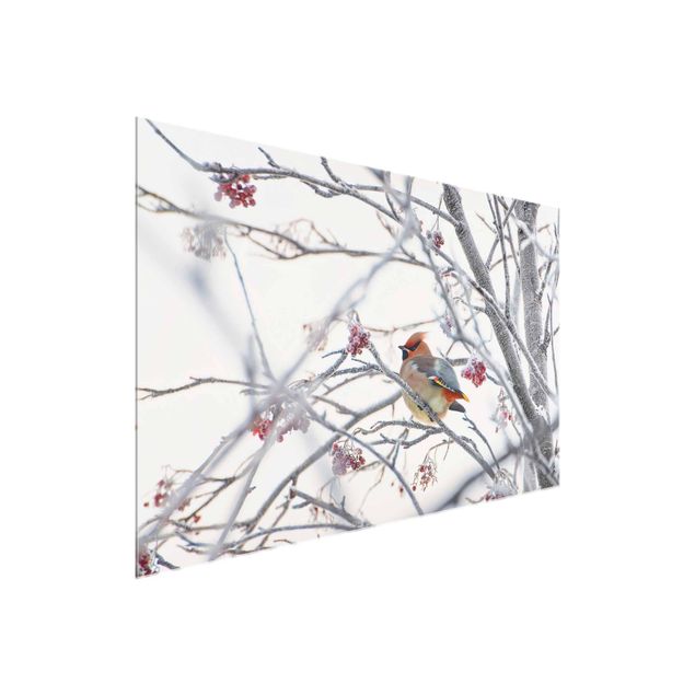 Glass prints landscape Waxwing on a Tree