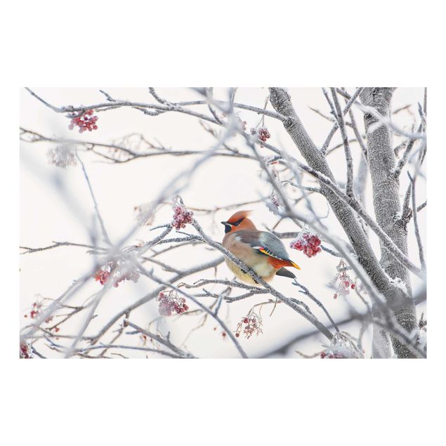 Glass prints pieces Waxwing on a Tree