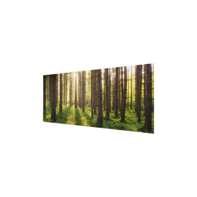 Nature wall art Sun Rays In Green Forest