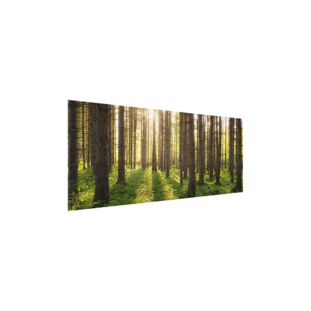 Glass prints landscape Sun Rays In Green Forest