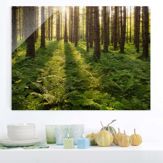 Kitchen Sun Rays In Green Forest