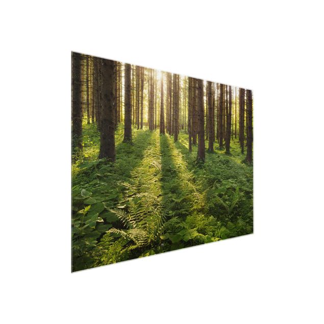 Glass prints landscape Sun Rays In Green Forest