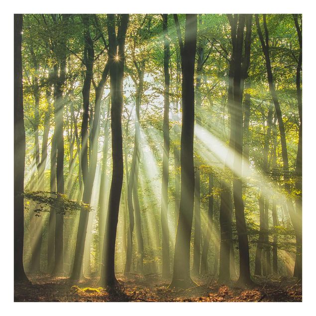 Modern art prints Sunny Day In The Forest