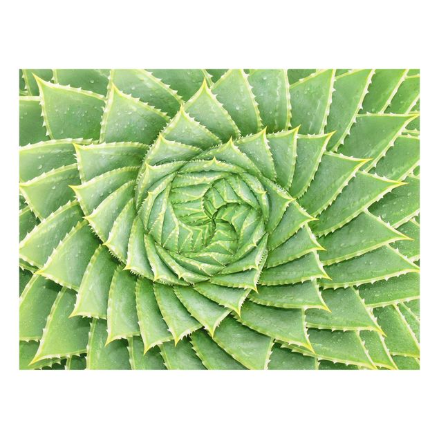 Prints Spiral Aloe