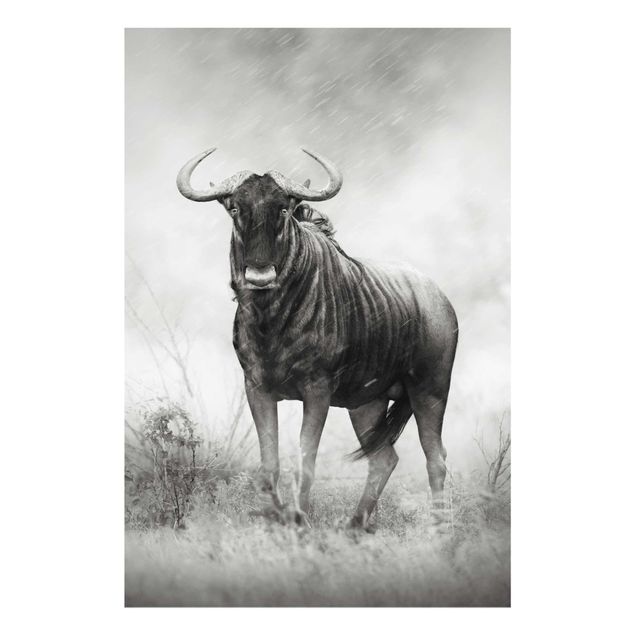 Black and white wall art Staring Wildebeest