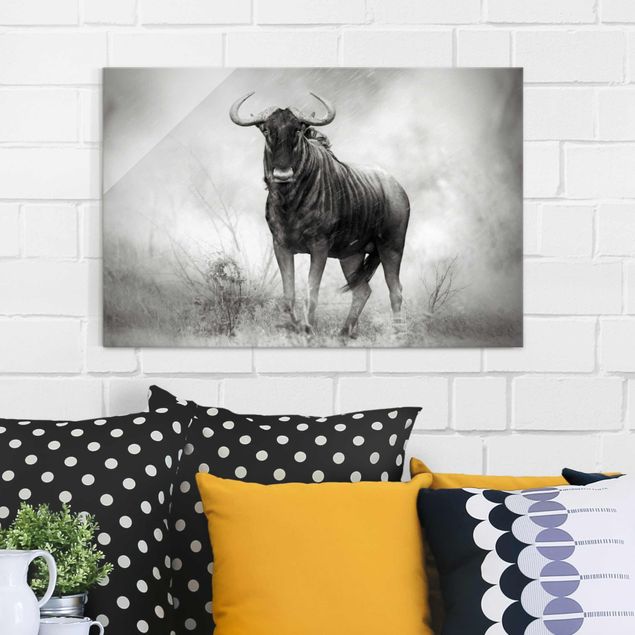 Glass prints black and white Staring Wildebeest
