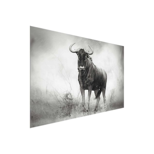 Animal canvas Staring Wildebeest
