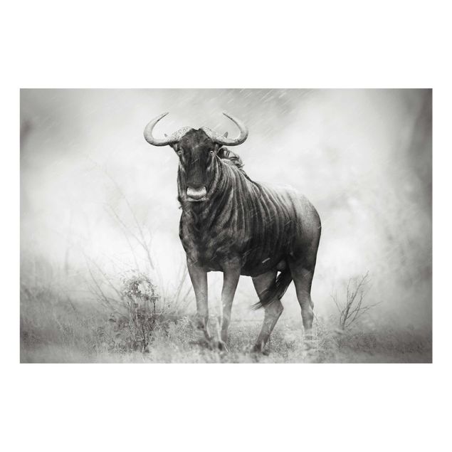 Black and white wall art Staring Wildebeest