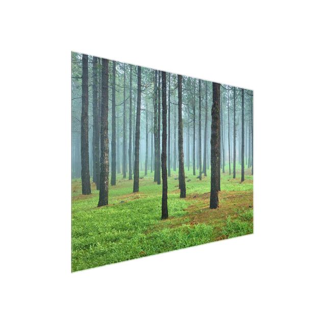Glass prints landscape Deep Forest With Pine Trees On La Palma