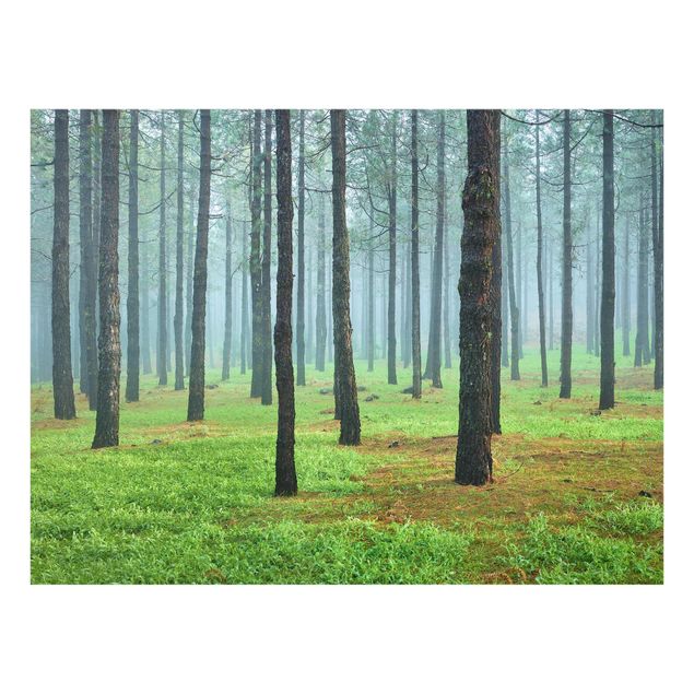 Glass prints landscape Deep Forest With Pine Trees On La Palma