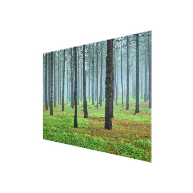 Nature wall art Deep Forest With Pine Trees On La Palma