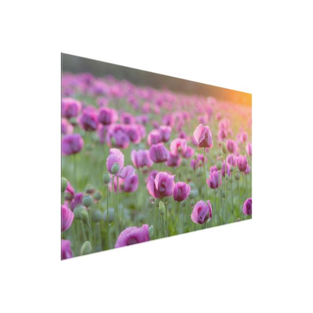 Glass prints flower Purple Poppy Flower Meadow In Spring