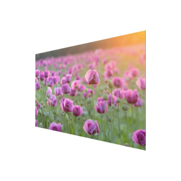 Floral picture Purple Poppy Flower Meadow In Spring
