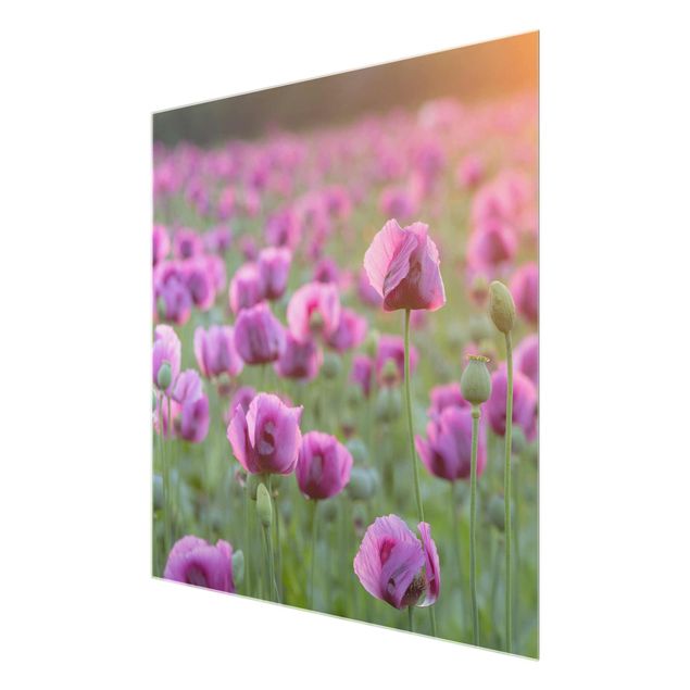 Floral picture Purple Poppy Flower Meadow In Spring