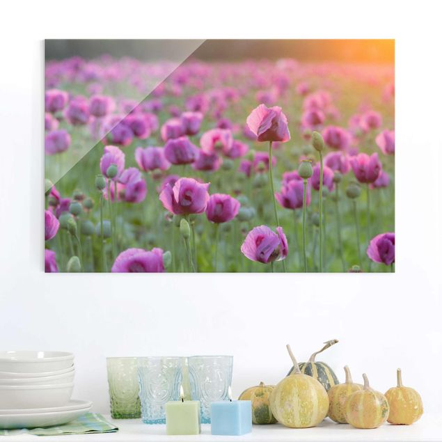 Glass prints poppy Purple Poppy Flower Meadow In Spring