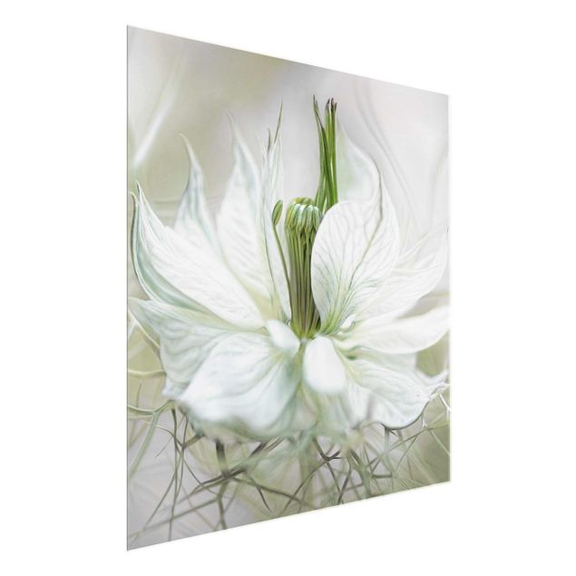 Floral prints White Nigella