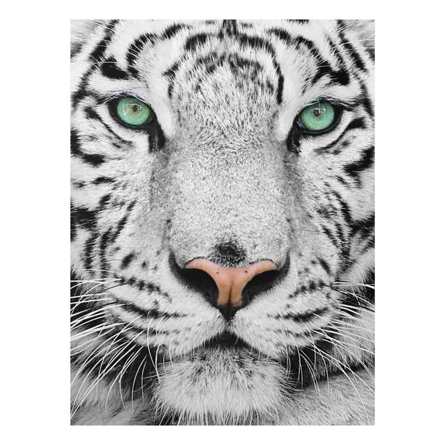 Animal canvas White Tiger