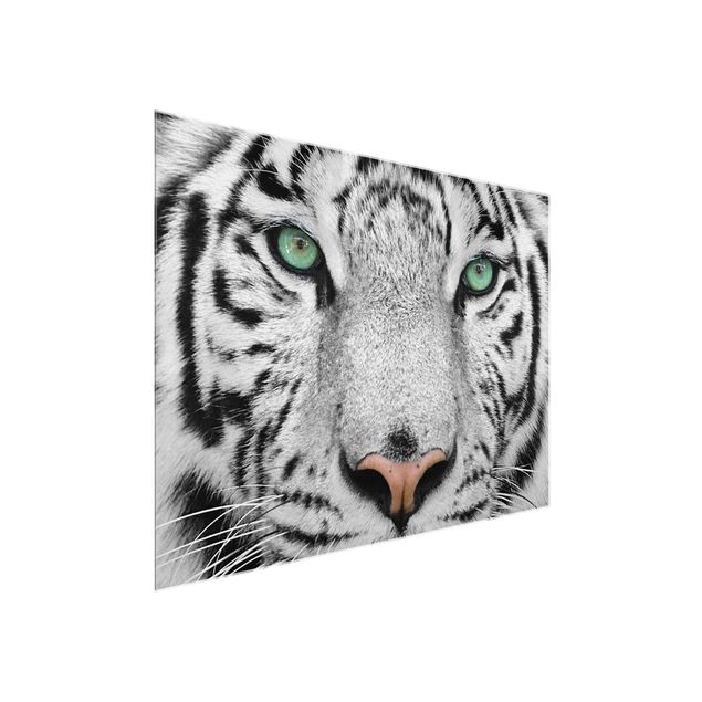 Glass prints pieces White Tiger