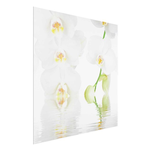Glass prints flower Spa Orchid - White Orchid