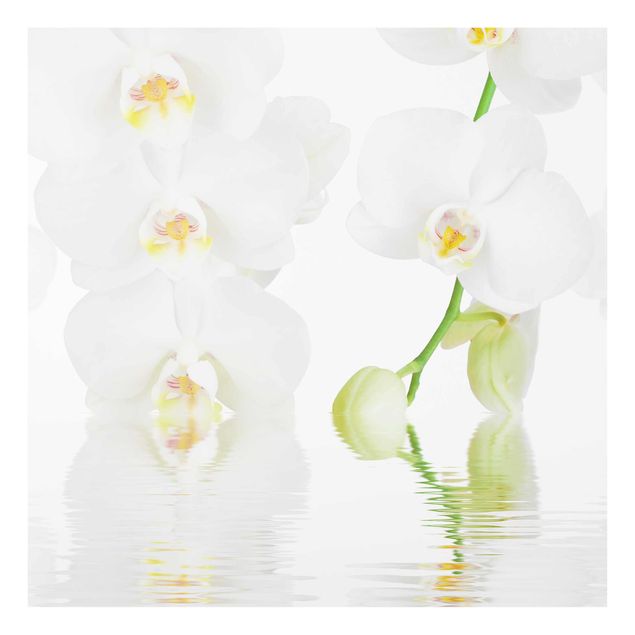 Floral canvas Spa Orchid - White Orchid