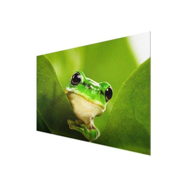Glas Magnetboard Frog