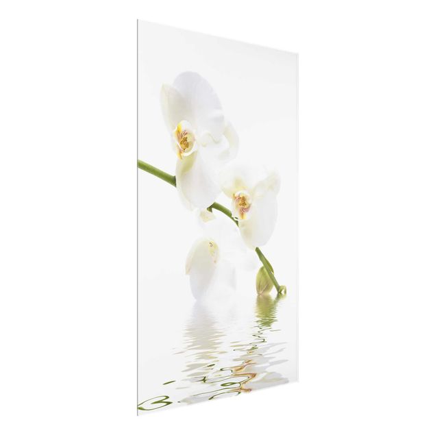 Glass prints flower White Orchid Waters