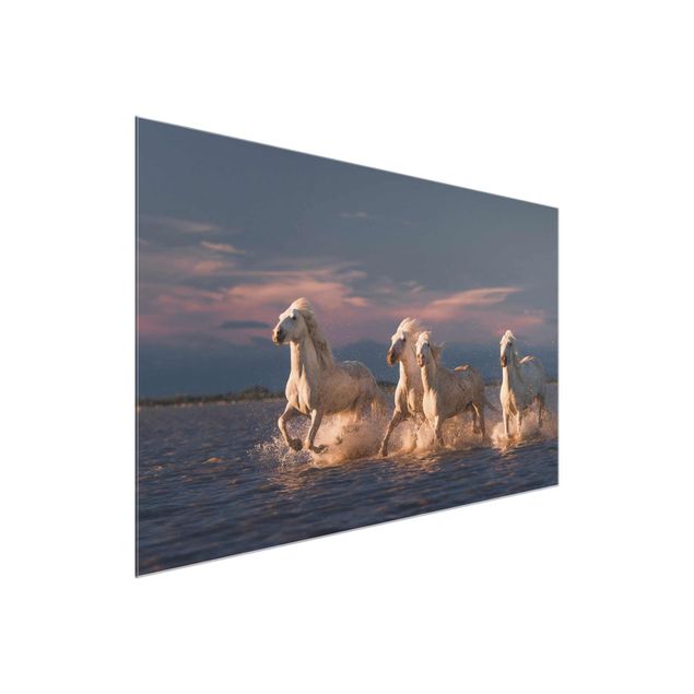 Animal canvas Wild Horses In Kamargue