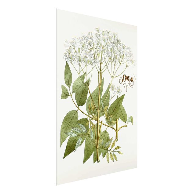 Floral canvas Wild Herbs Board V