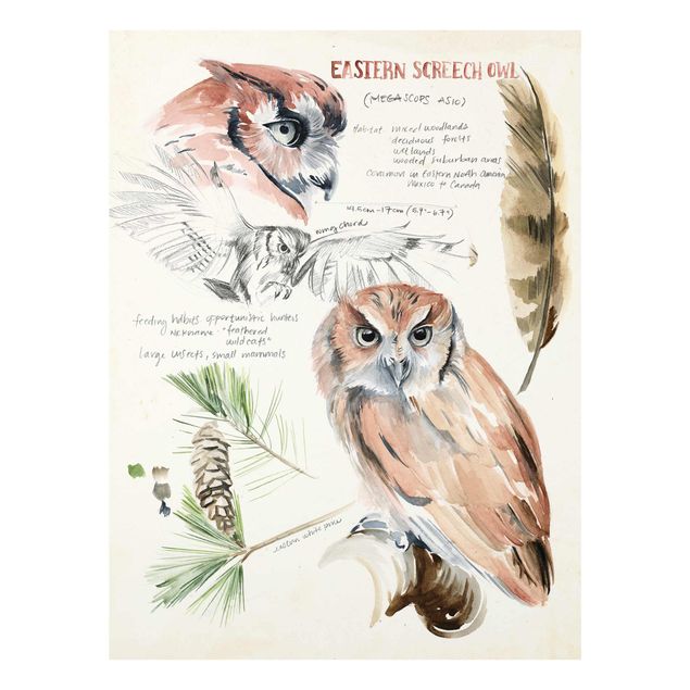 Prints brown Wilderness Journal - Owl