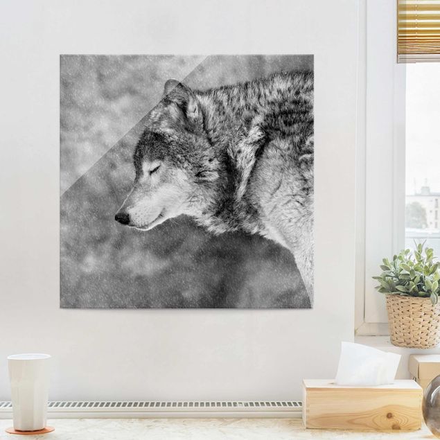 Glass prints black and white Winter Wolf
