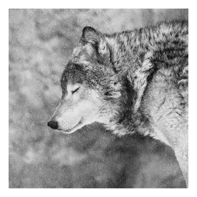 Prints black and white Winter Wolf