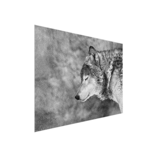 Prints animals Winter Wolf