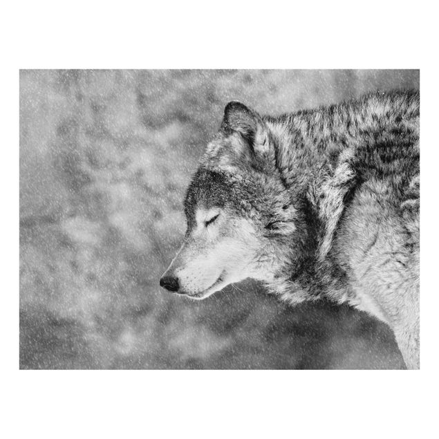 Prints black and white Winter Wolf