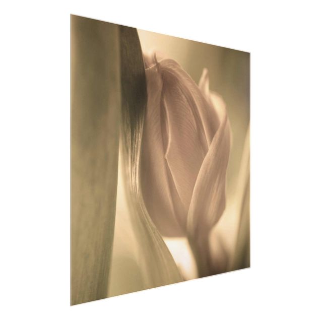 Floral picture Delicate Tulip