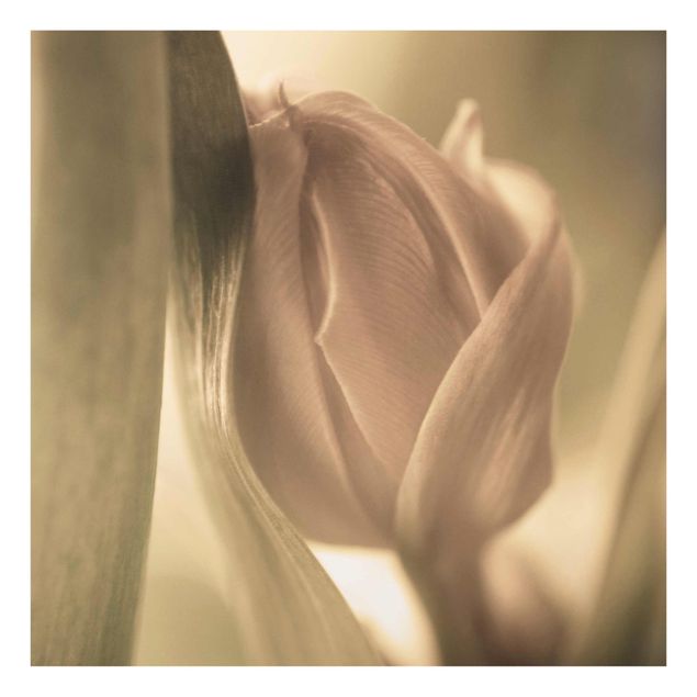 Prints Delicate Tulip