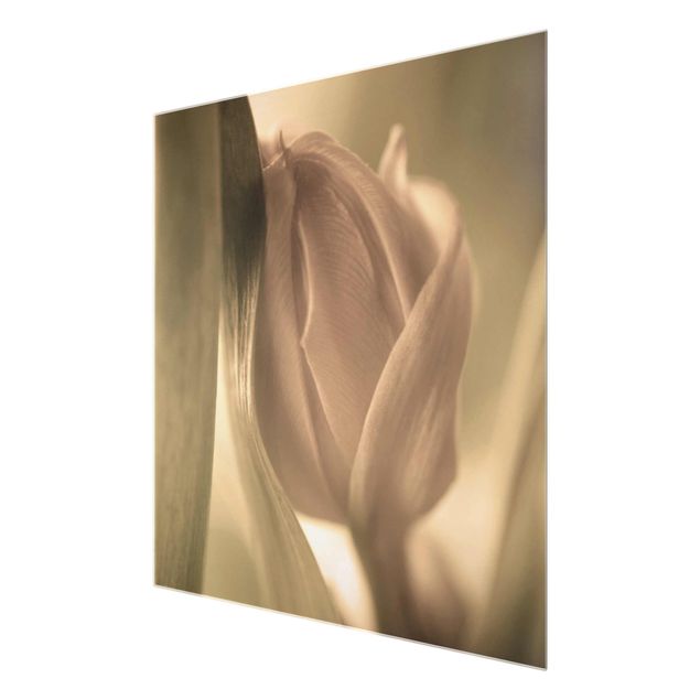 Glas Magnetboard Delicate Tulip