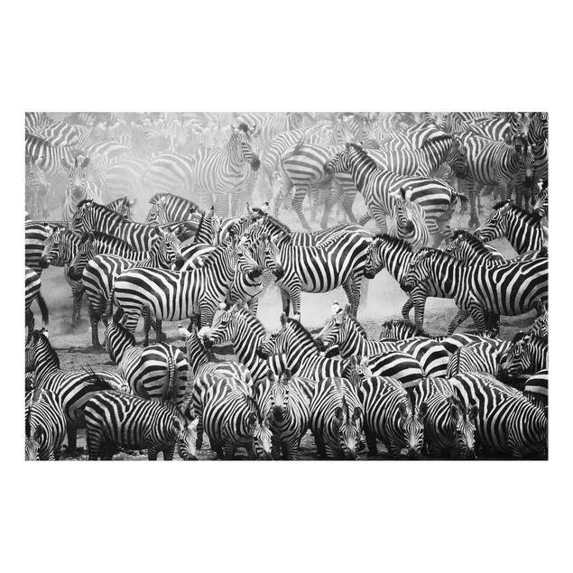Animal canvas Zebra herd II